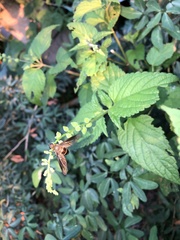 Exoprosopa rostrifera