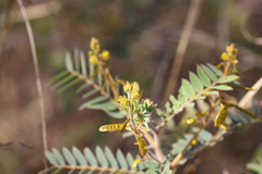 Senna notabilis