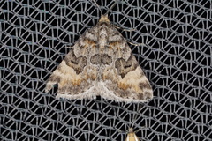 Dichromodes anelictis
