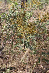 Senna notabilis