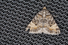 Dichromodes anelictis