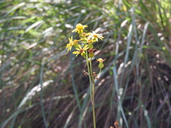 Packera coahuilensis