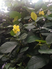 Dillenia suffruticosa