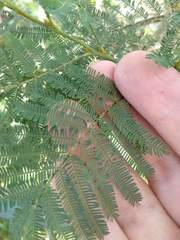 Acacia parvipinnula