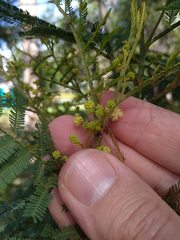 Acacia parvipinnula