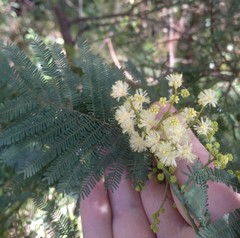 Acacia parvipinnula