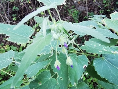 Batesimalva violacea