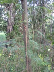 Acacia parvipinnula