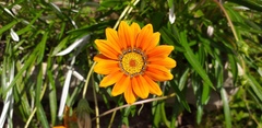 Gazania × splendens