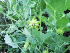Batesimalva violacea
