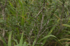 Vachellia rigidula