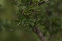 Vachellia rigidula