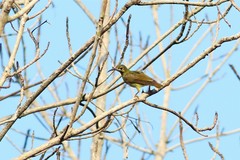 Arachnothera flavigaster