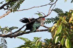 Phaenicophaeus diardi