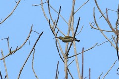 Arachnothera modesta