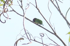 Psilopogon duvaucelii