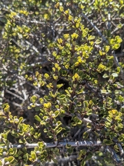 Ceanothus rigidus