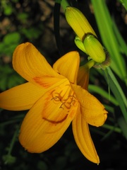 Hemerocallis middendorffii