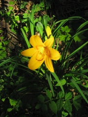 Hemerocallis middendorffii