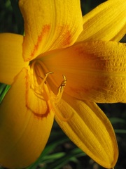 Hemerocallis middendorffii
