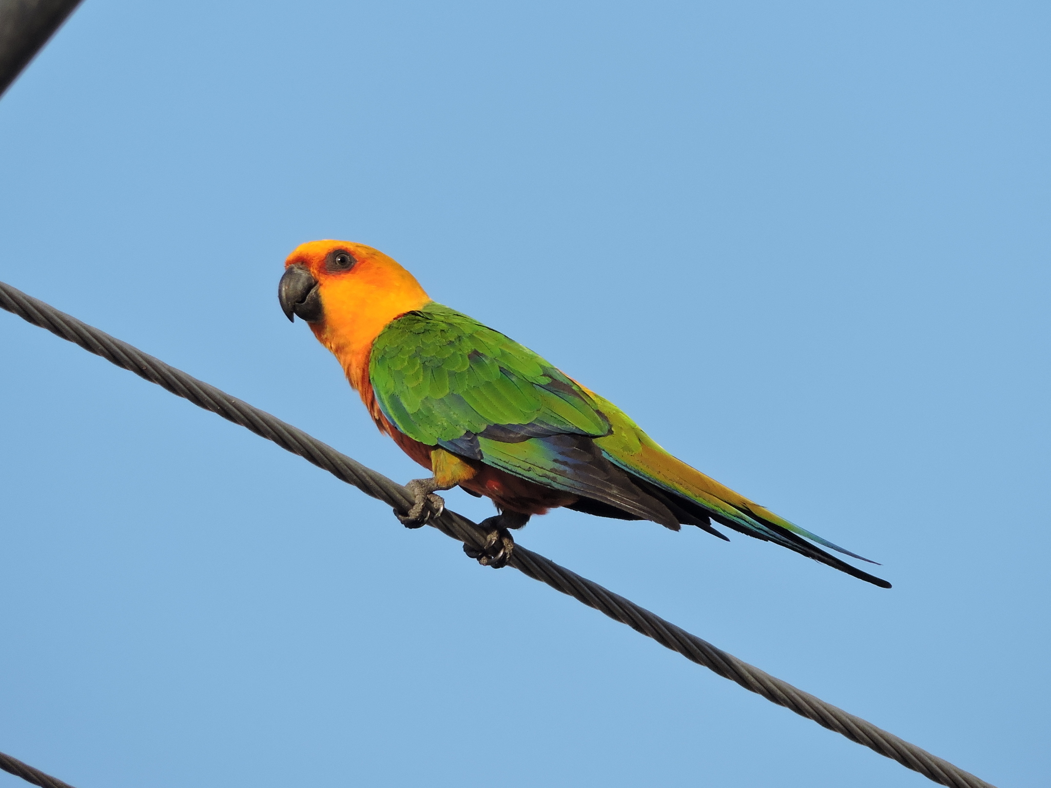 Jandaya Parakeet illustration
