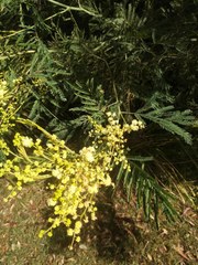 Acacia parvipinnula