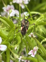 Pseudopantilius australis