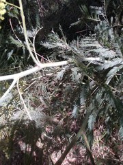 Acacia parvipinnula