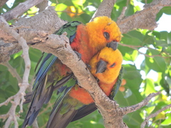 Jandaya Parakeet photo 5