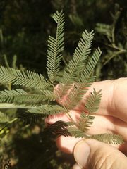 Acacia parvipinnula