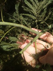 Acacia parvipinnula
