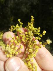 Acacia parvipinnula