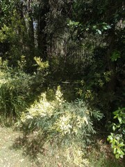 Acacia parvipinnula