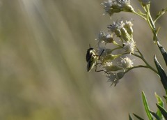 Hedriodiscus truquii