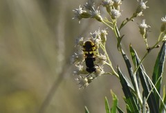 Hedriodiscus truquii