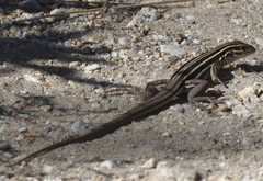 Aspidoscelis uniparens