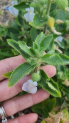 Pombalia calceolaria