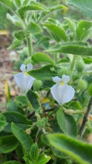Pombalia calceolaria