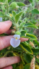Pombalia calceolaria