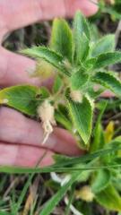 Pombalia calceolaria