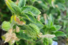Pombalia calceolaria