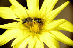 Lasioglossum calophyllae