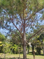 Pinus caribaea