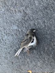 Junco hyemalis