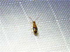 Stricticomus tobias