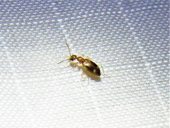 Stricticomus tobias