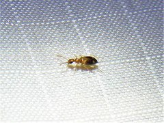 Stricticomus tobias