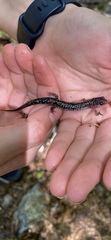 Plethodon caddoensis