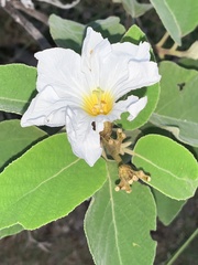 Cordia boissieri