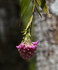 Elleanthus capitatus